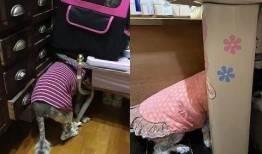 大狗最新爆料新闻视频,最新爆料新闻视频深度解析