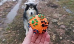 狗狗最新爆料视频下载,萌宠日常大曝光！